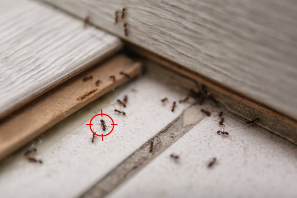 Best Pest Prevention Services  in Southwest Greensburg, PA