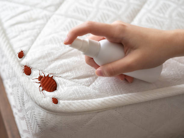 Best Bed Bug Extermination  in Southwest Greensburg, PA
